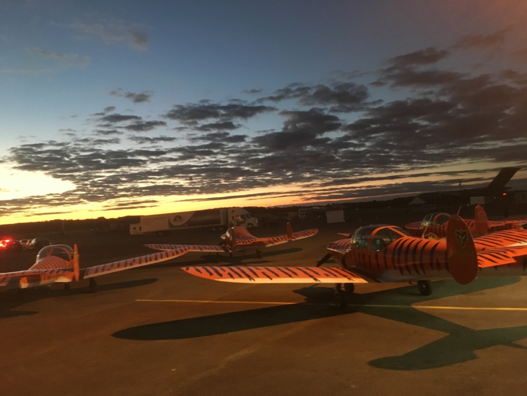 Tiger at Sundown